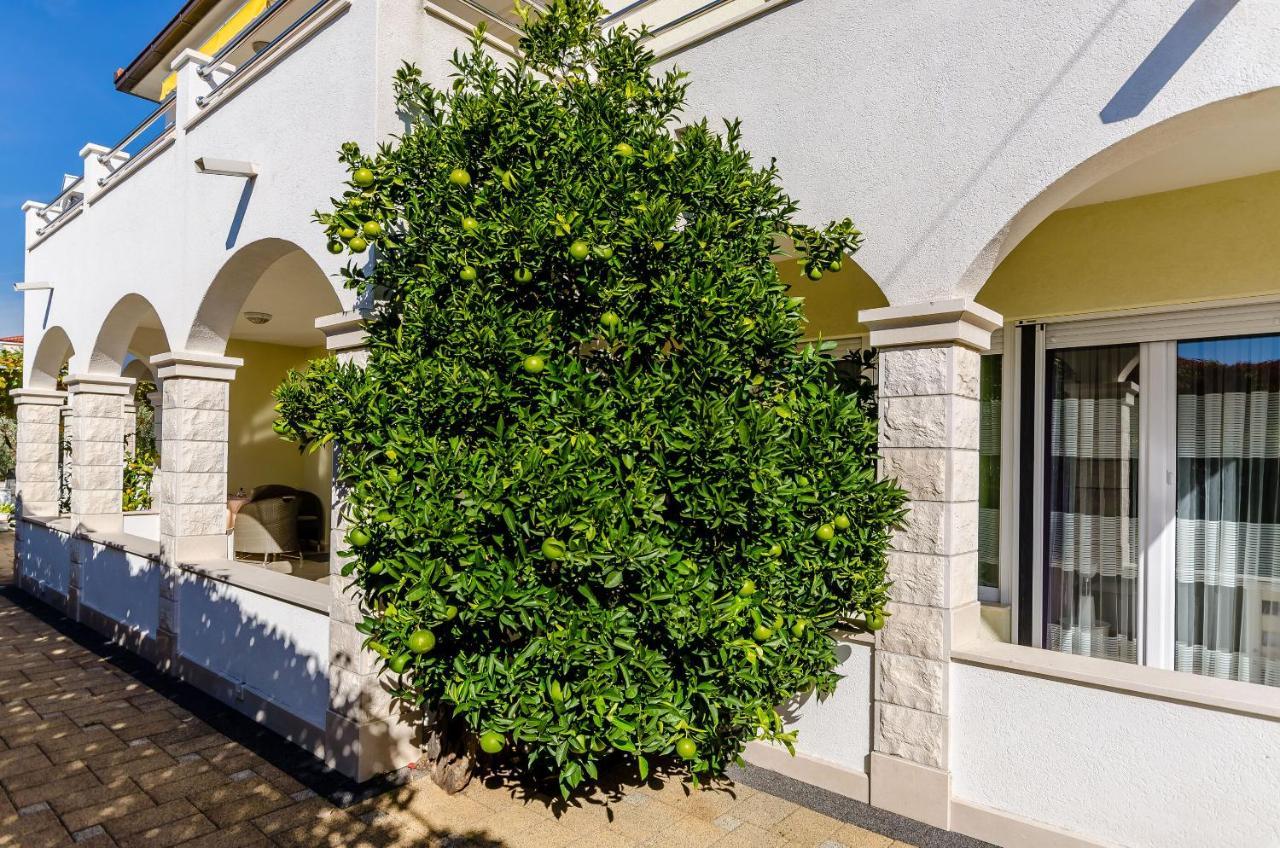 טרוגיר Apartments Palm Tree מראה חיצוני תמונה